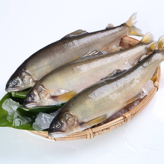 香魚(公) 圖片