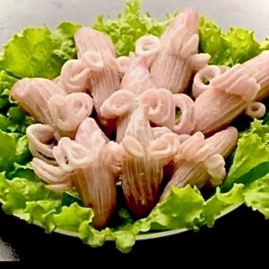 魷魚牛角花 圖片