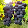 巨峰葡萄 圖片